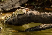 Crocodile : 2014 Uganda